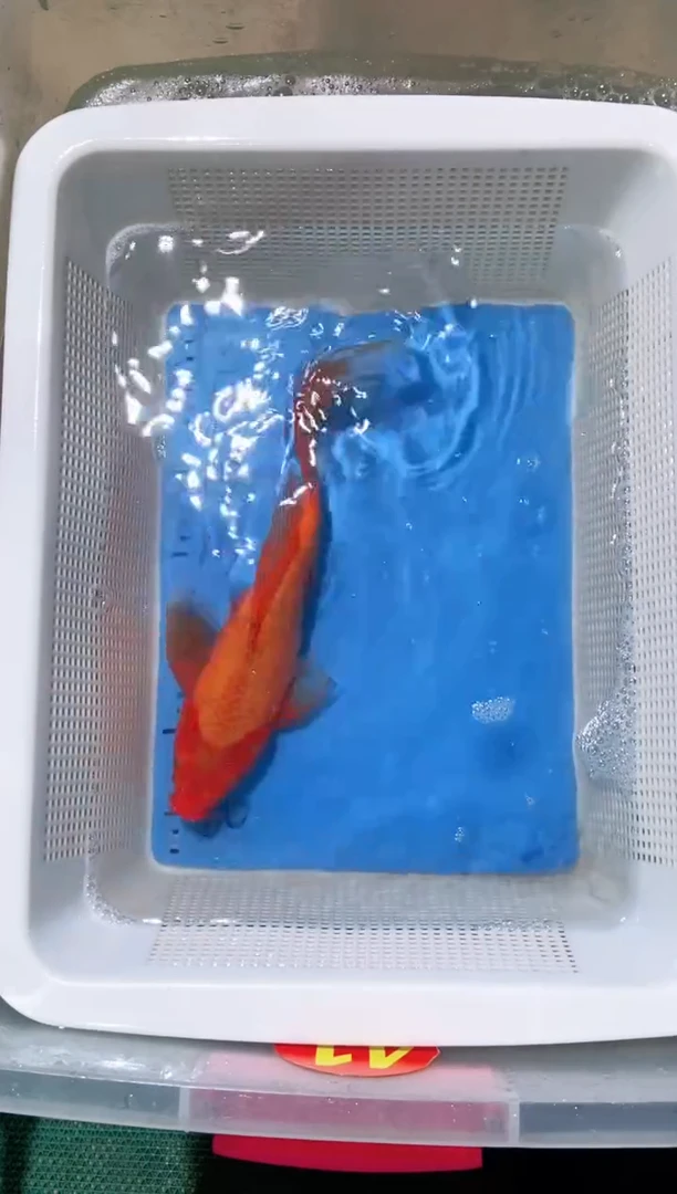 锦鲤锦鲤蝴蝶鲤鱼拍开箱视频包售后