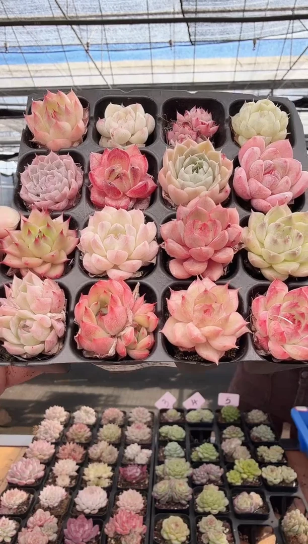 东云多肉园新款-198