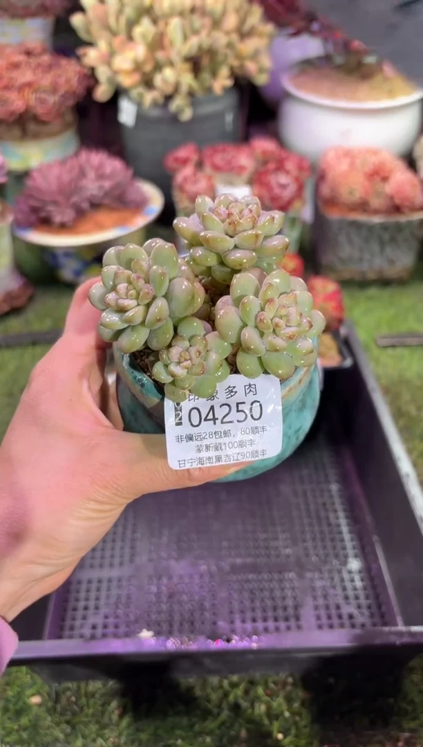 【闪购商品】04250脱土带盆