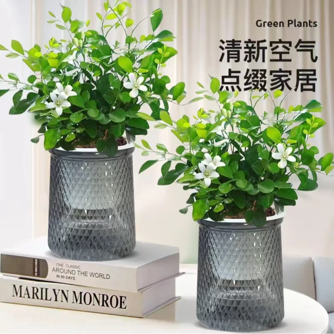 【拍一发二】九里香花卉绿植盆栽驱蚊植物浓香四季好养水培花卉