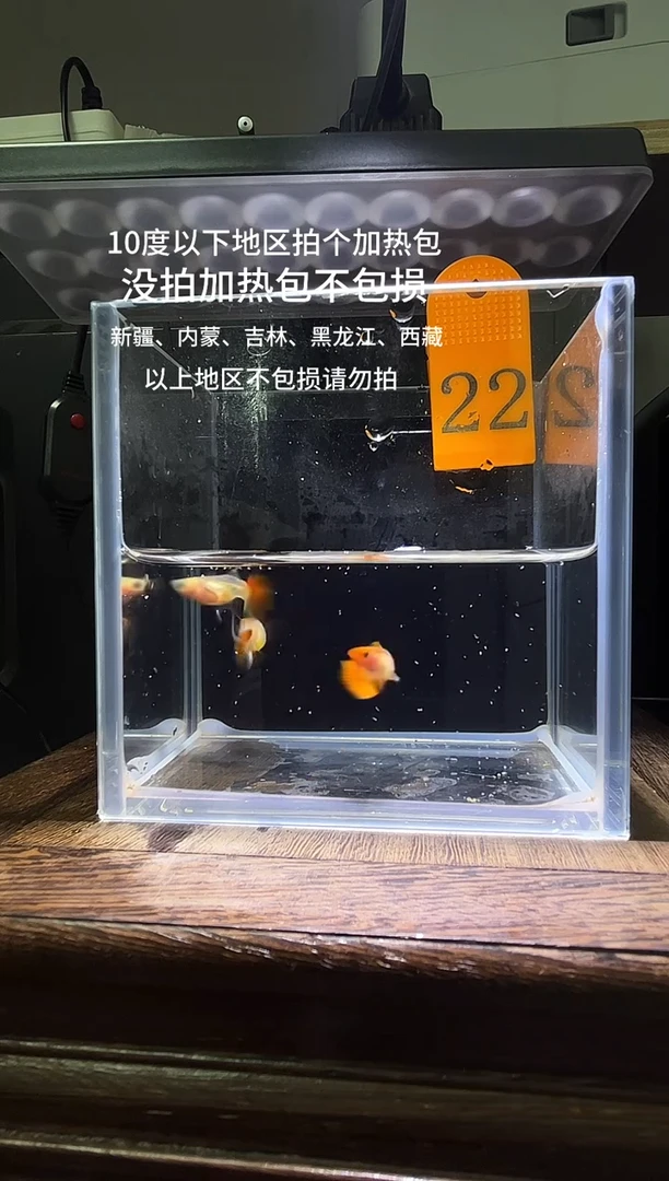孔雀鱼 红礼服玻璃猫普通体22