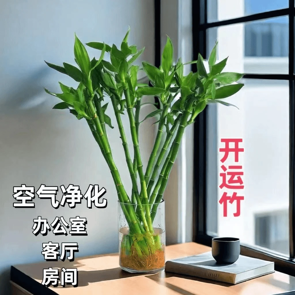 富贵竹开运竹直竹观音竹转运竹绿植盆栽室内带根客厅四季好养