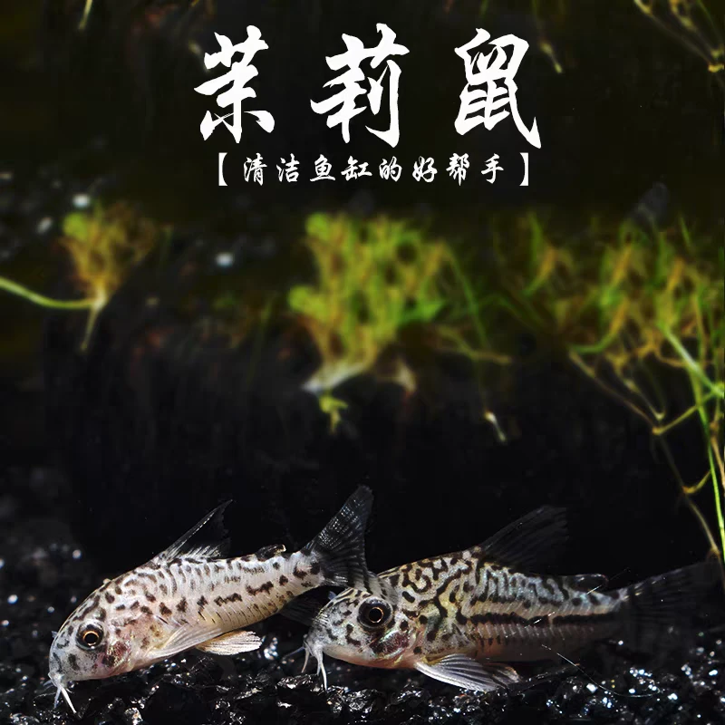 茉莉鼠茉莉豹纹鼠鱼热带观赏工具鱼清道夫珍珠鼠淡水底栖吃残渣