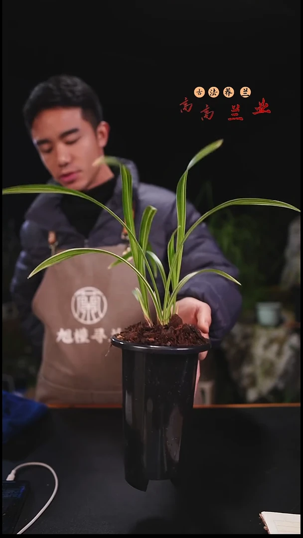 当前无花栽培后可以开花寒兰线艺（3苗连体）