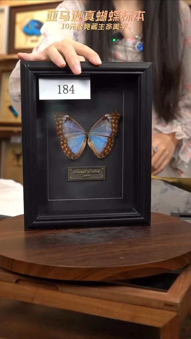 极光闪蝶蝴蝶标本摆件184