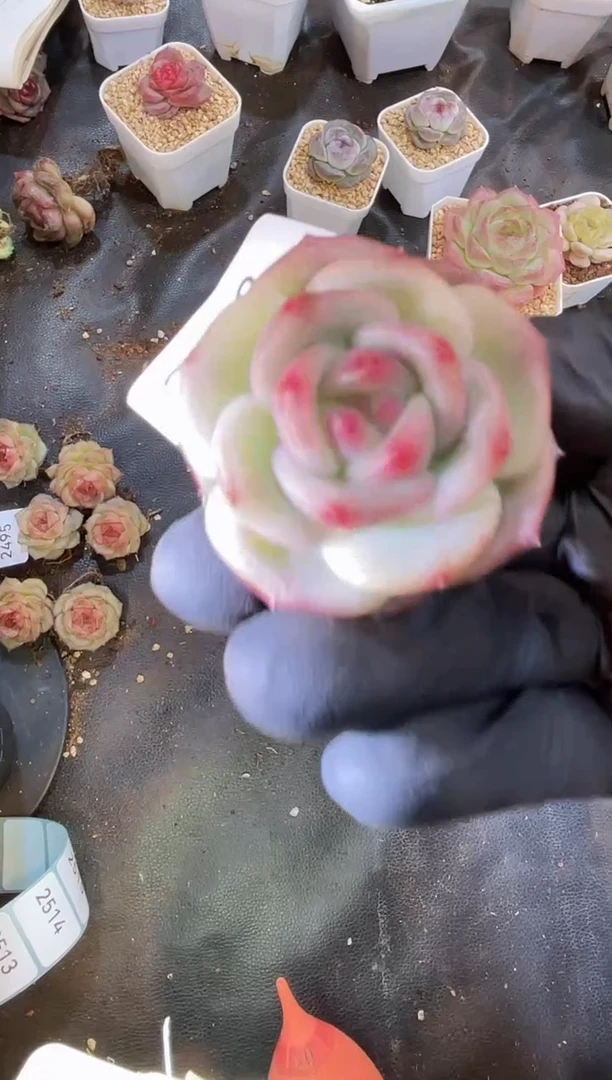 2508 圆小白 量拍发一颗