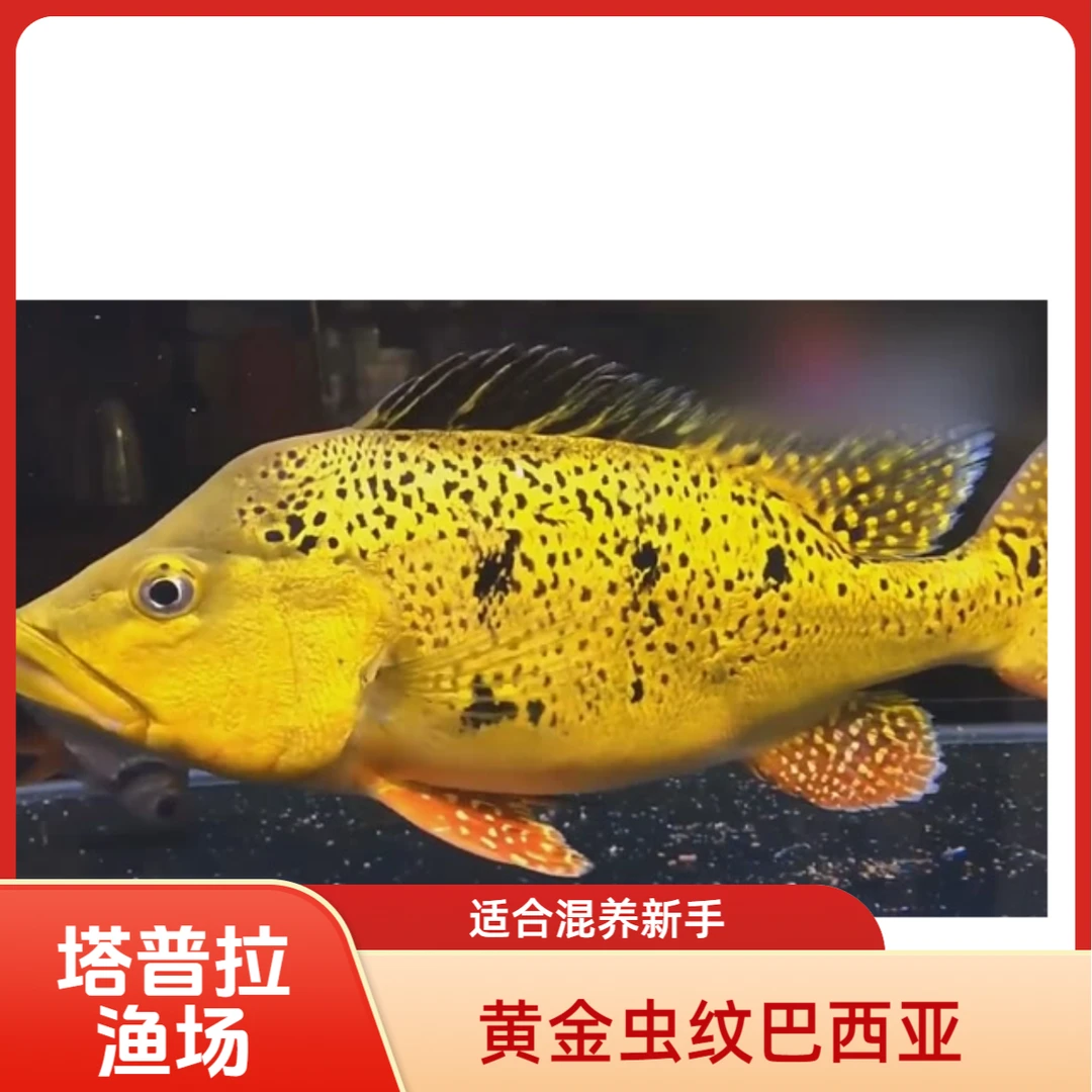 塔普拉虫纹巴西亚-鱼苗三间大型热带凶猛观赏鱼好养活耐活包邮
