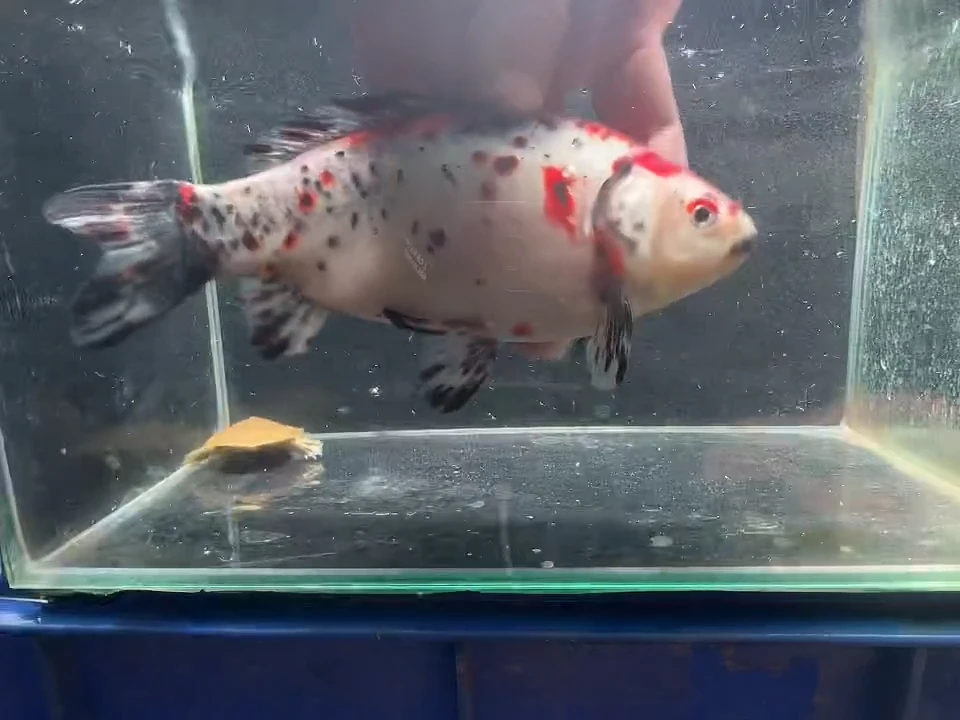 金鱼短尾草金专用链接106