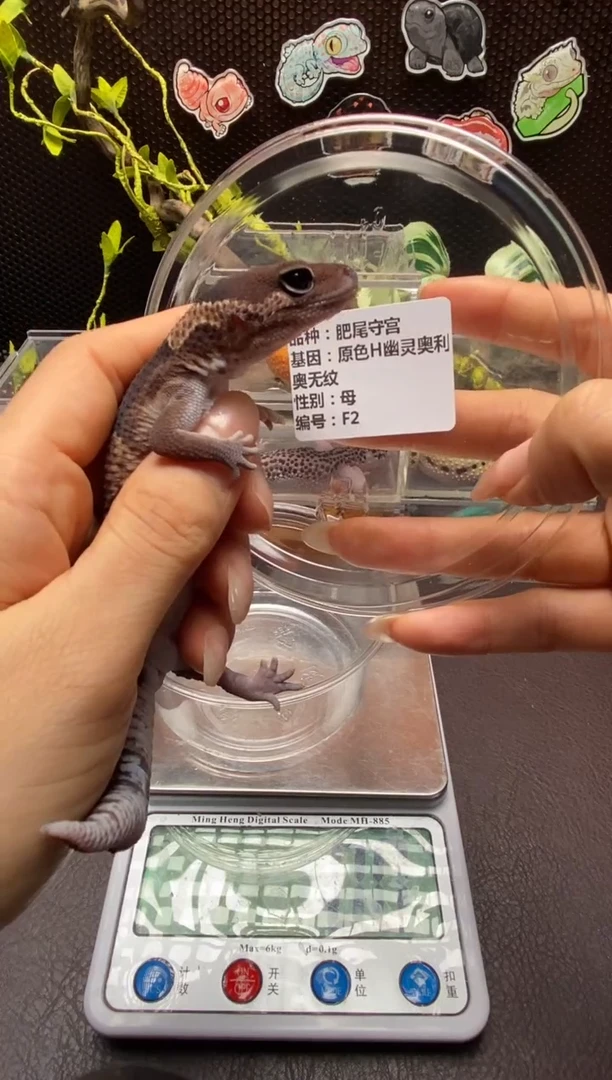 肥尾守宫鳞与尾 Scale Tail 爬宠F2