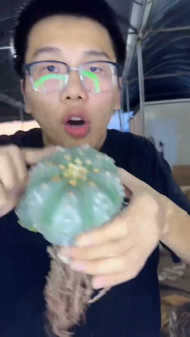 超大 星兜【带根】不指定带崽