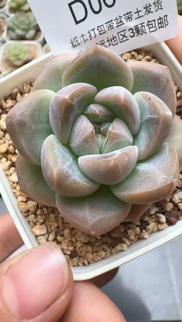 618D云禹多肉植物 带盆土纸巾打包 3颗包邮