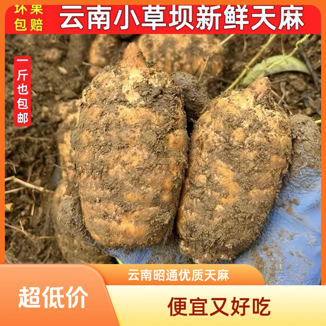 昭通小草坝高山新鲜乌天麻高品质特产适合煲汤炖肉