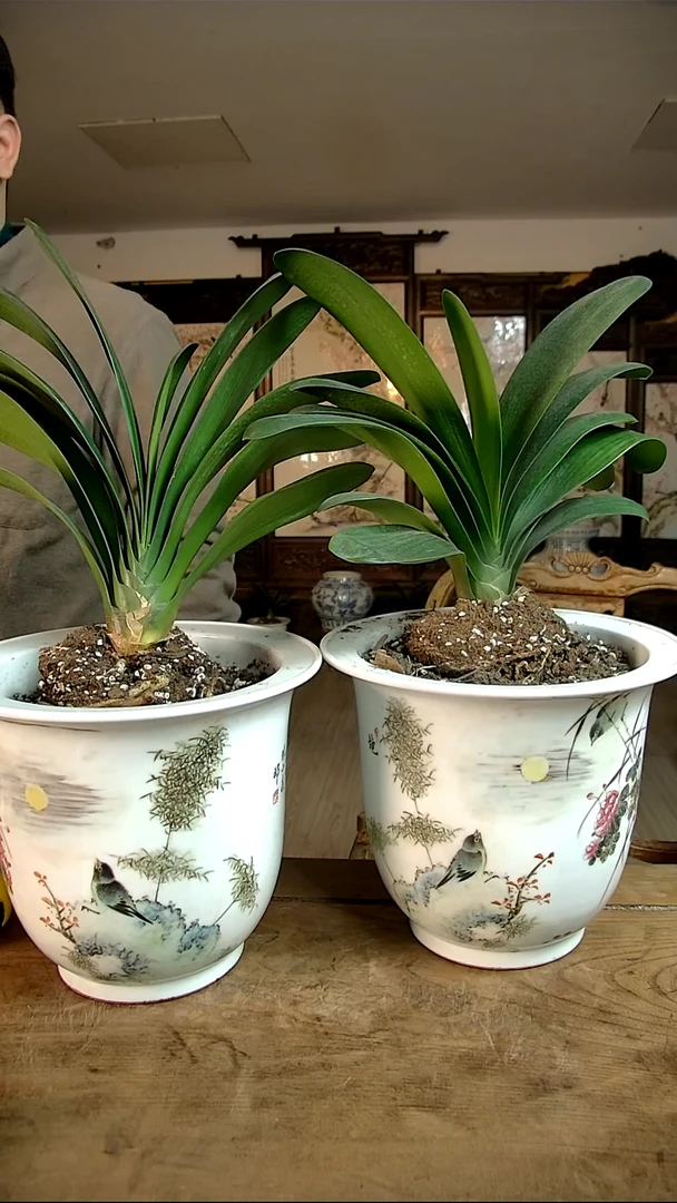 天****周尚古年代尚古年代A033