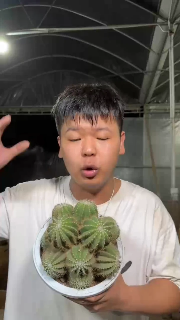 11-15cm 银冠群生【带根】