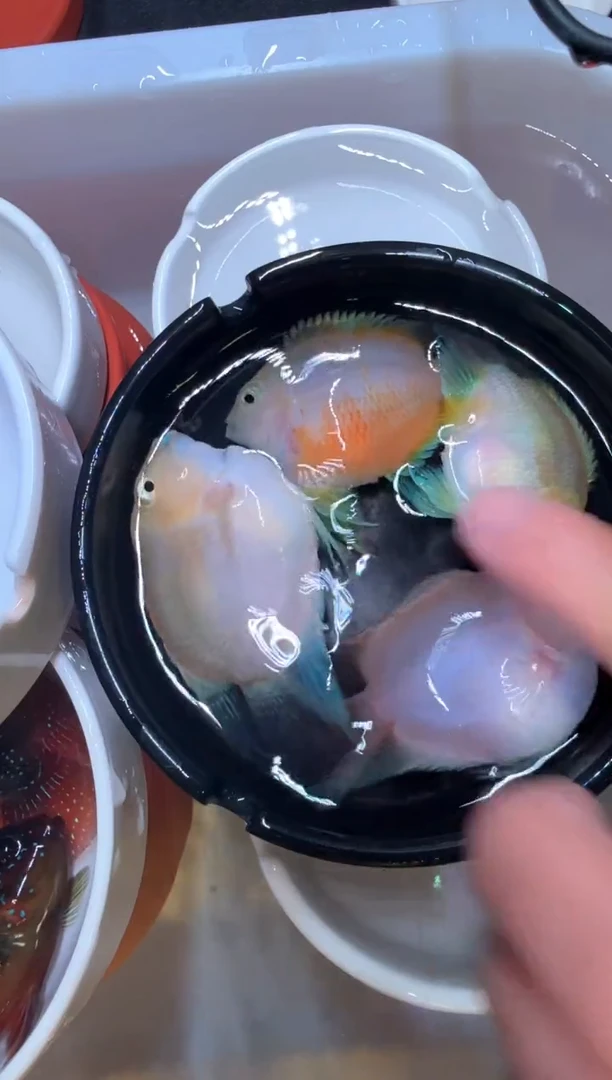 鹦鹉鱼白金1对 胭脂粉1对