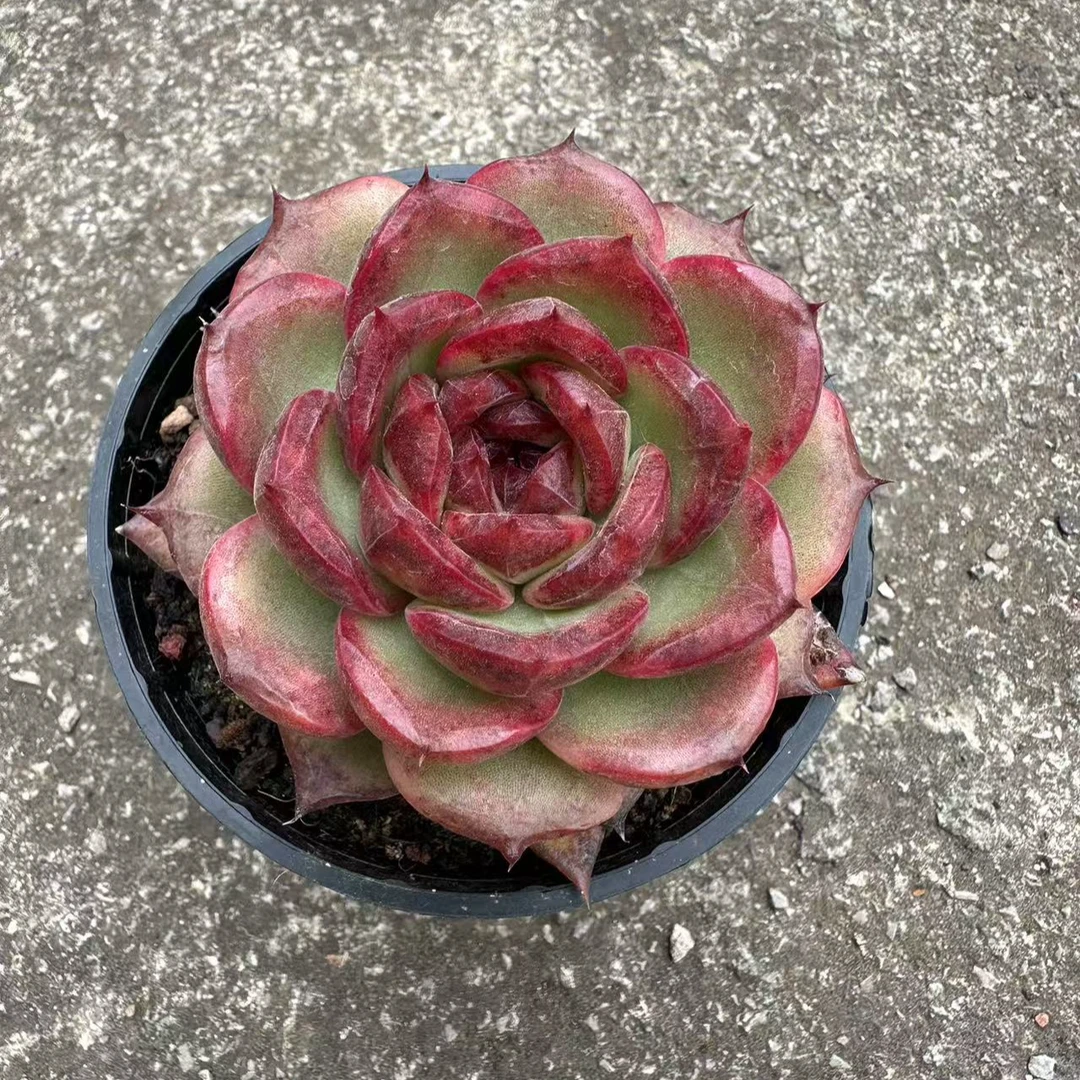 10#玄烟多肉植物 前男友精品多肉sm0445