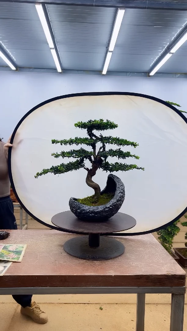 无花朵斌一物一拍，所见即所得