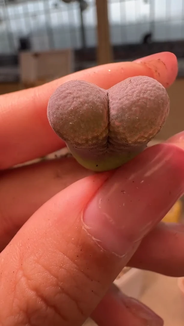 16-200多肉植物肉锥