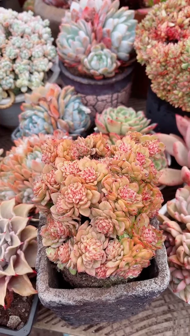 【闪购商品】04518