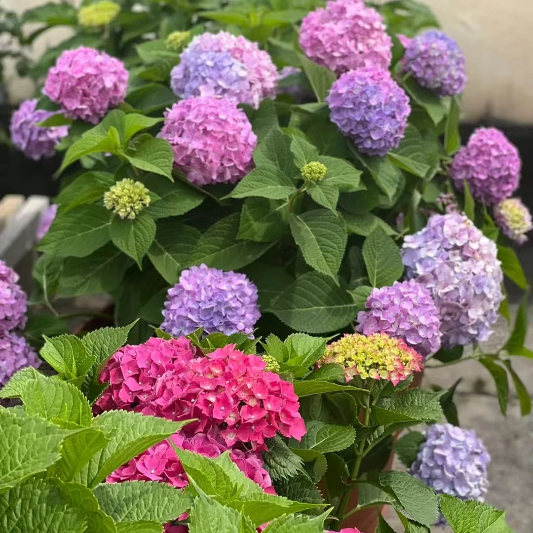 无尽夏 绣球云南基地直发带花苞耐寒老桩好养美观新手易养