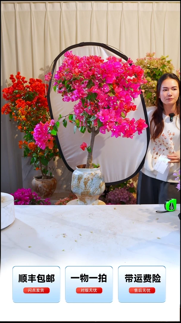 大部分开放少量花苞L*同安红