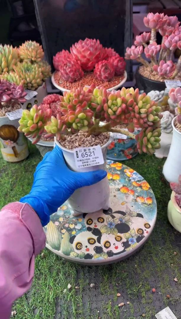 昆明印象多肉6521