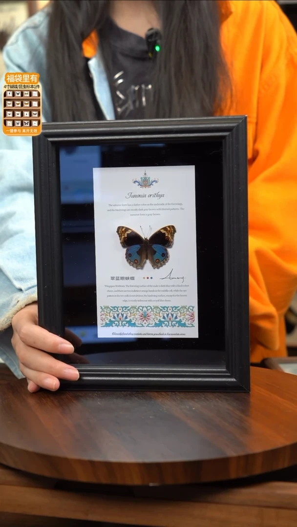 翠蓝眼蛱蝶新版本8寸