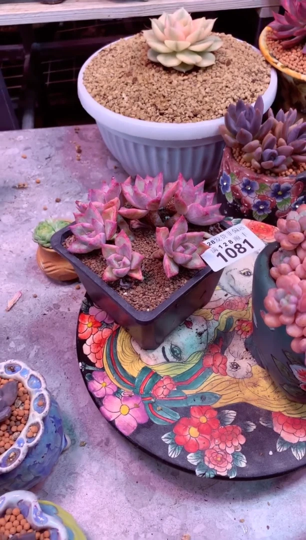 ✨****?1081——生鲜绿植不支持7天无理由退货