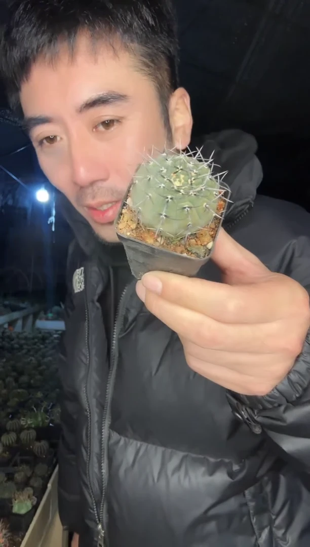 【闪购商品】空刺丸11111