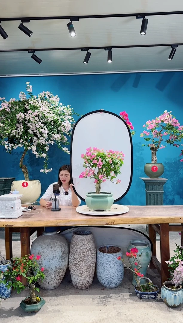 全部花朵漳红樱三角梅