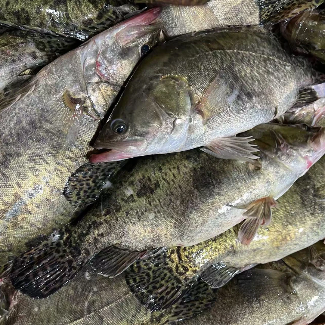 冷水鳌花鱼(3条7-7.5斤)顺丰包邮 保鲜不保活