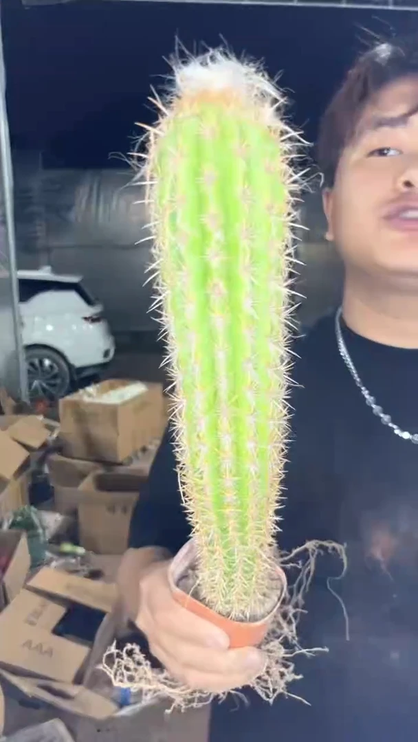 青衣柱【实生根】高20-30cm