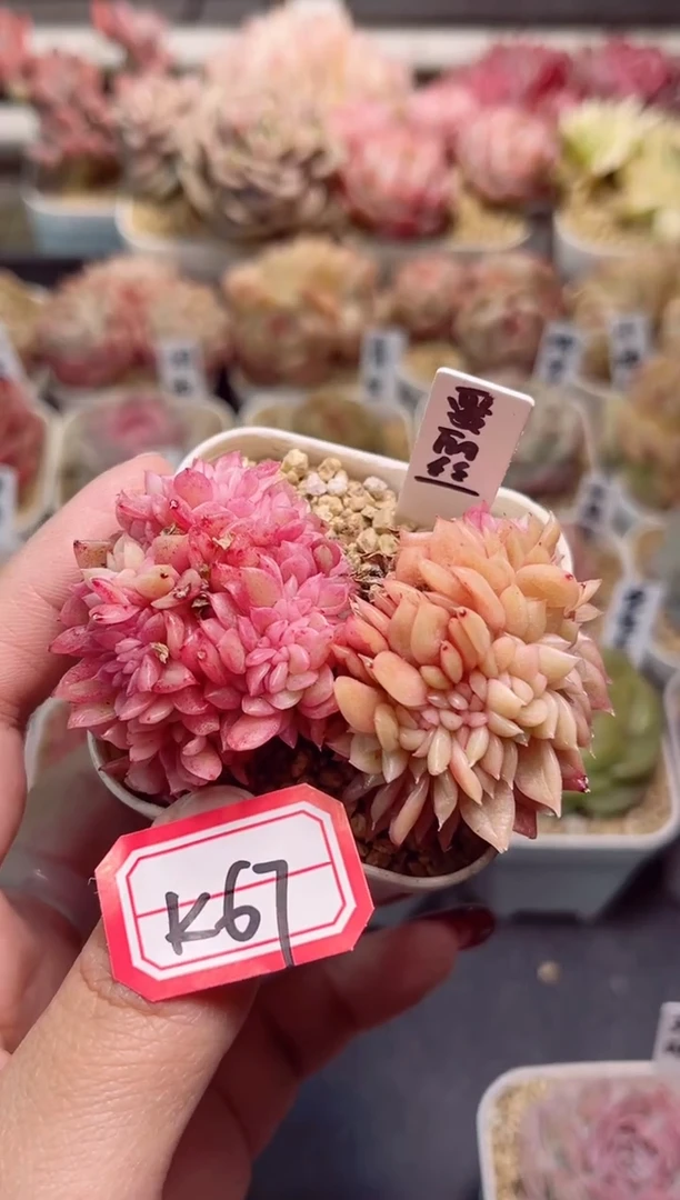【闪购商品】K67爱丽丝玉杯锦缀