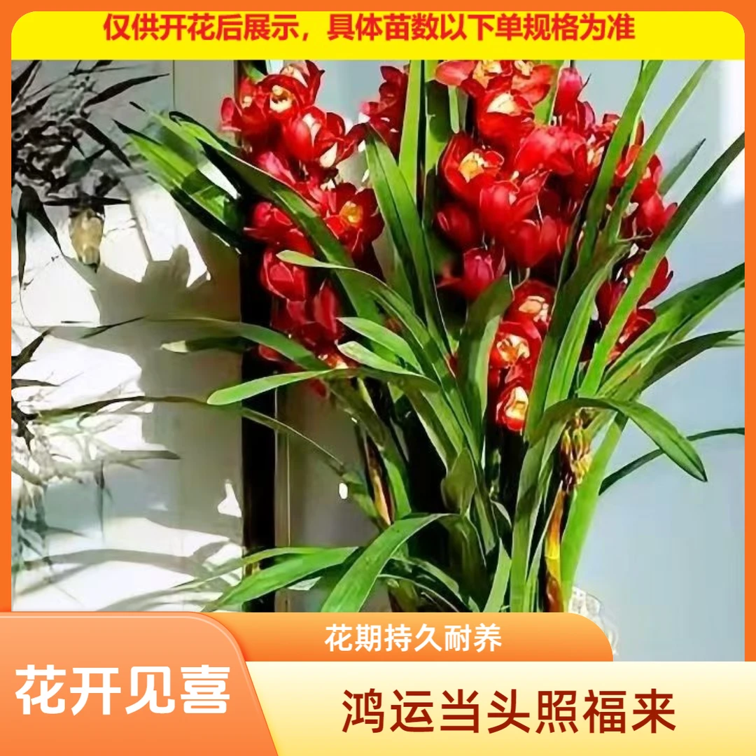 精品国兰【红飞燕大花蕙兰】兰花室内外好养易活开花浓香型大花盆栽
