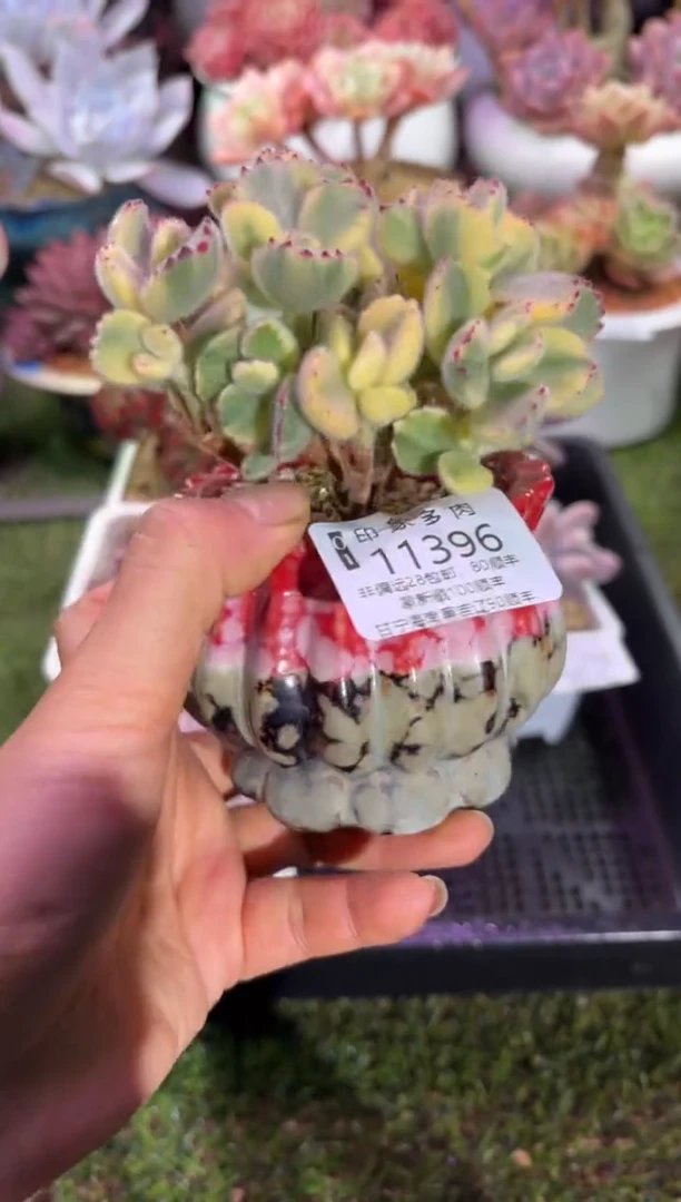 【闪购商品】11396