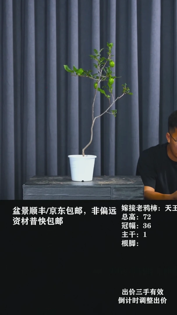 无花朵R****B老鸦柿天王303