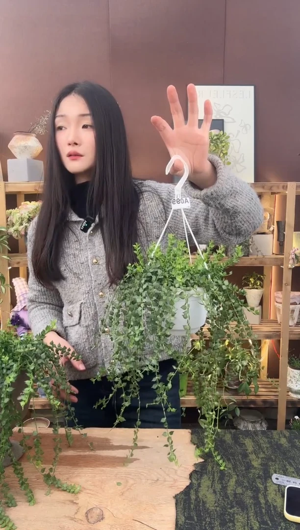 以实际为准099百万心育苗盆