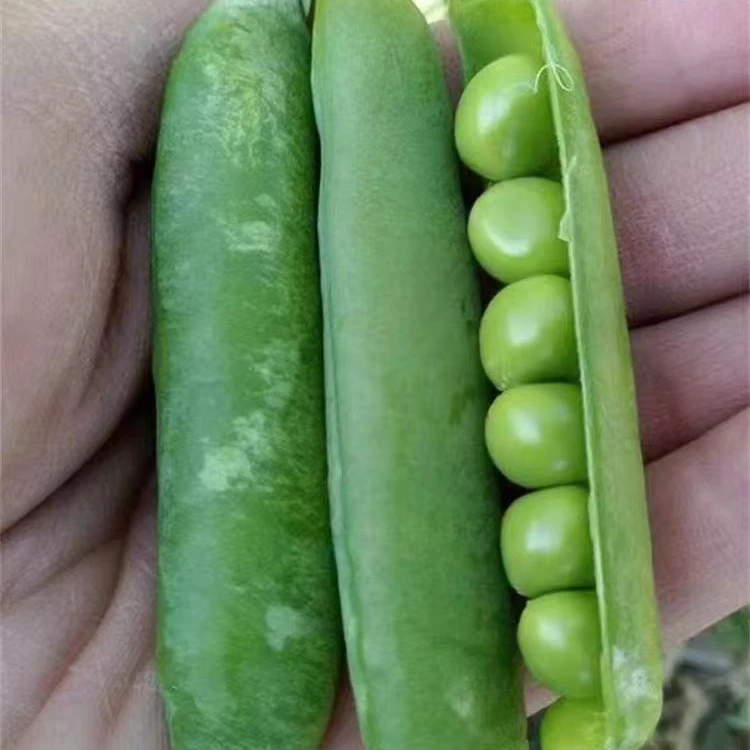 农家自种新鲜甜脆水果豌豆 可生吃青豌豆 孕妇宝妈儿童可食