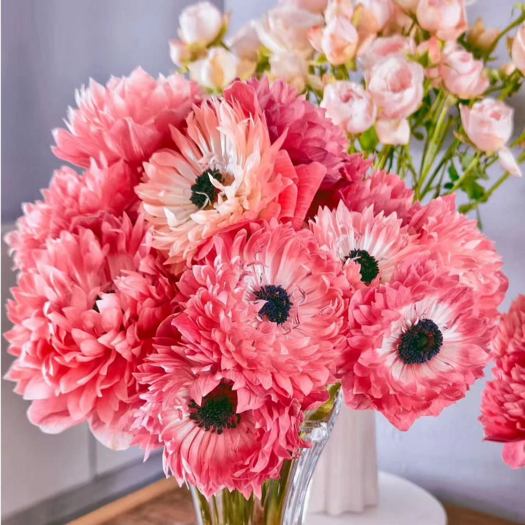 银莲花【草莓重瓣】盆栽庭院阳台多年生宿根花卉爆花机器