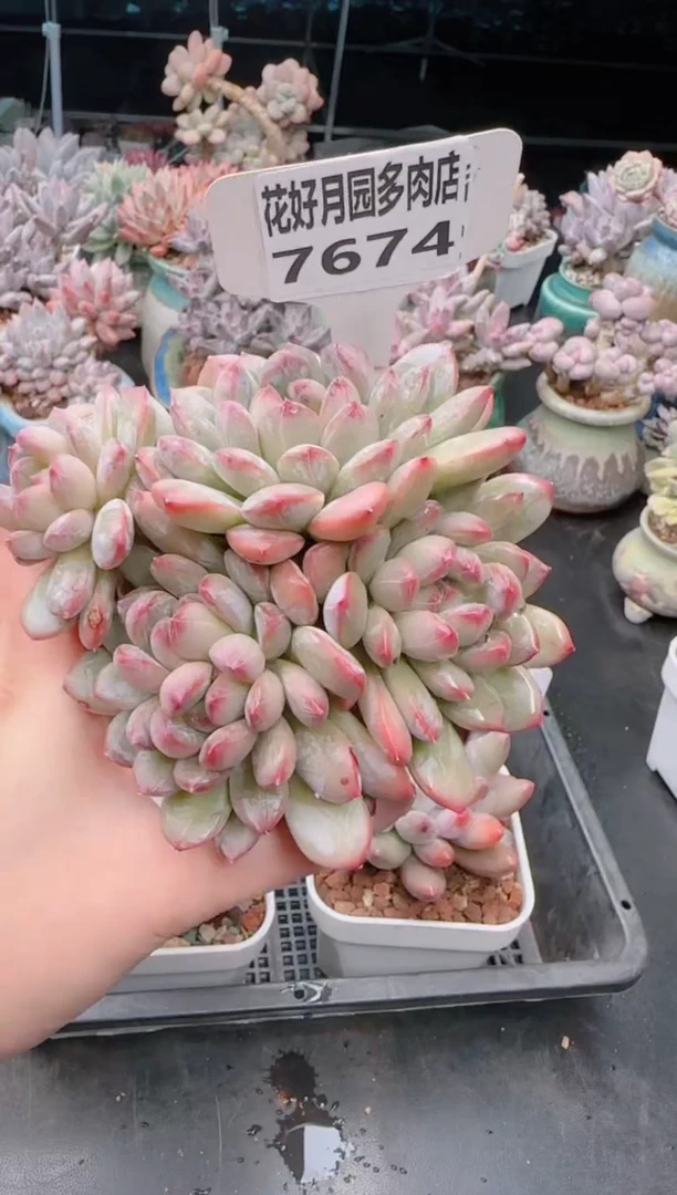 【闪购商品】7674百达翡翠