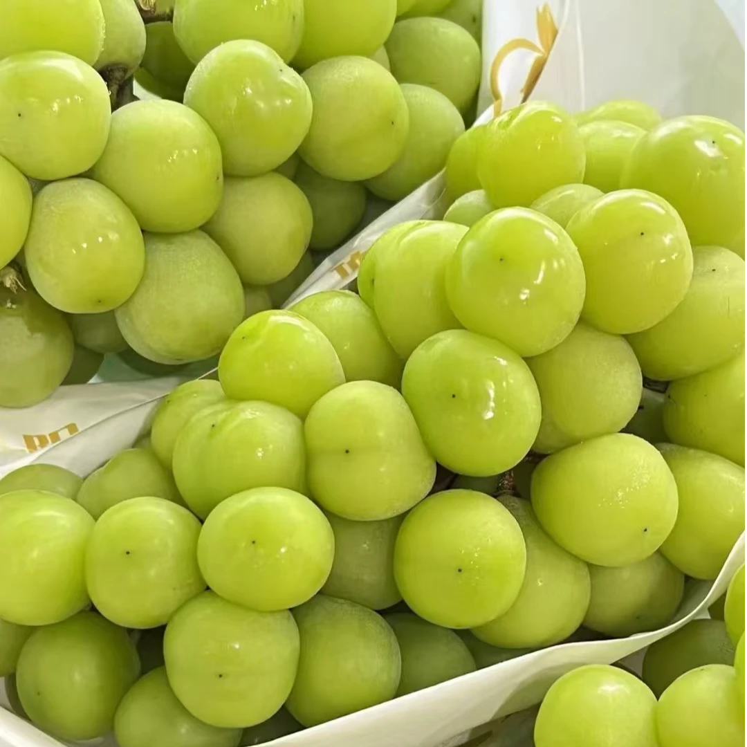 澳洲进口无子青提葡萄（800g）