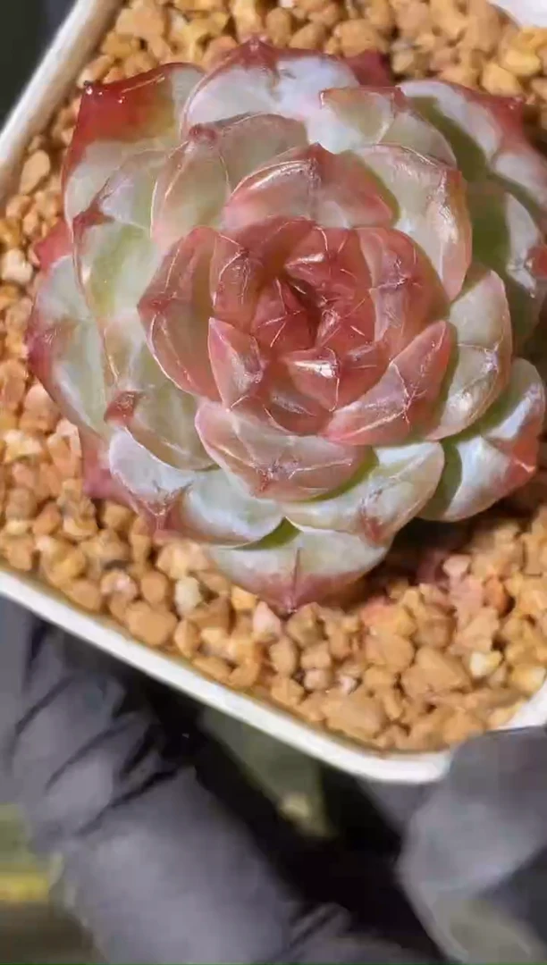 闪购1690  花晨露多肉一颗3-4厘米