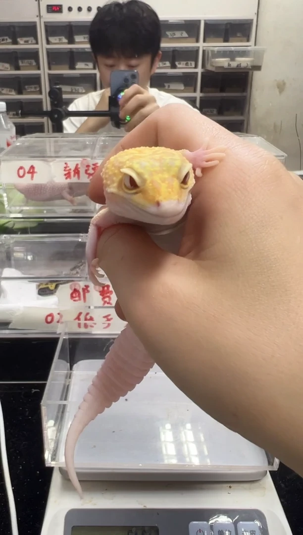 豹纹守宫17豹纹守宫