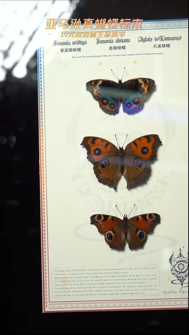 翠蓝眼蛱蝶+美眼蛱蝶+孔雀蛱蝶组合悬浮款