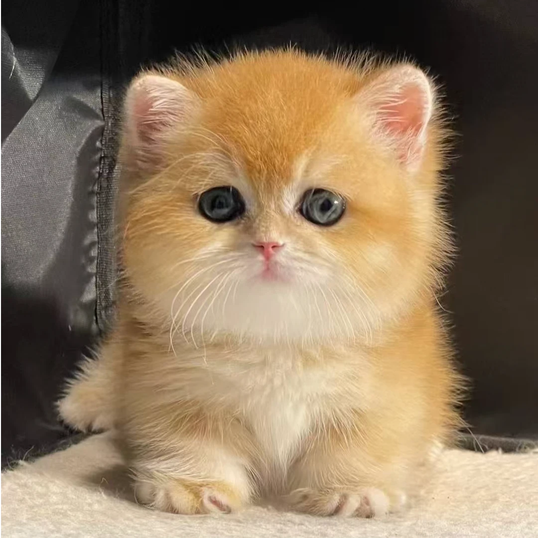 【周周家萌宠】布偶金渐层银渐层蓝金渐层金点高地活体猫咪