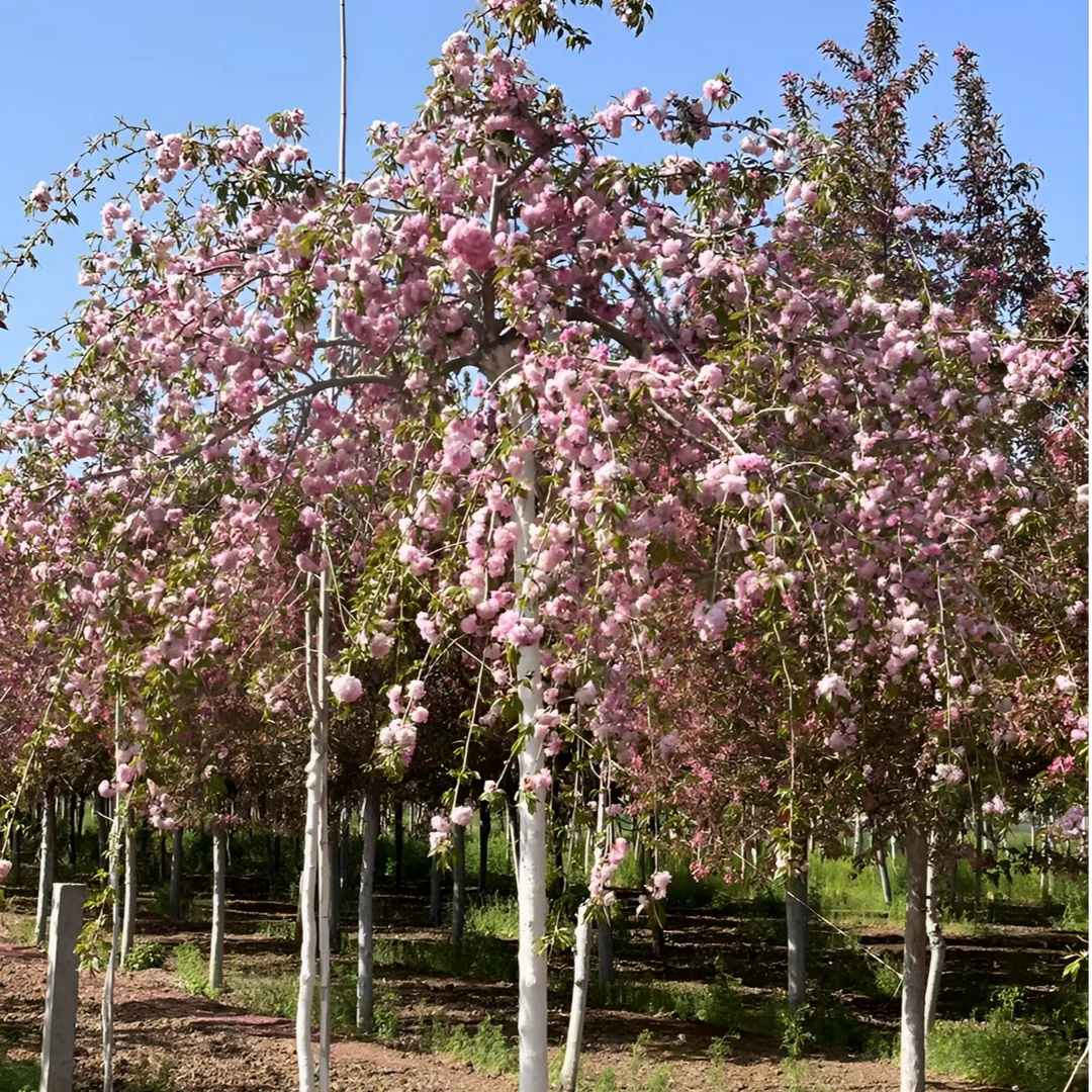 【牡丹垂枝樱花(菊枝垂樱花)】耐热耐寒易养地栽南北方室外庭院种植