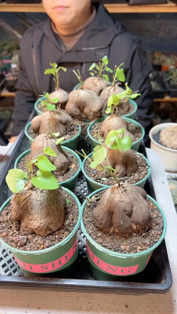 【闪购商品】象足龟甲龙6.2公分