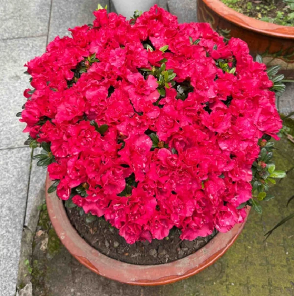 红色杜鹃花精选带花苞四季开花盆栽独杆老桩好养花卉适合庭院阳台