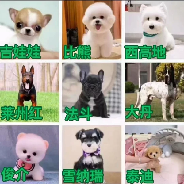 宠物活体狗狗拍前请详细咨询客服狗狗直播