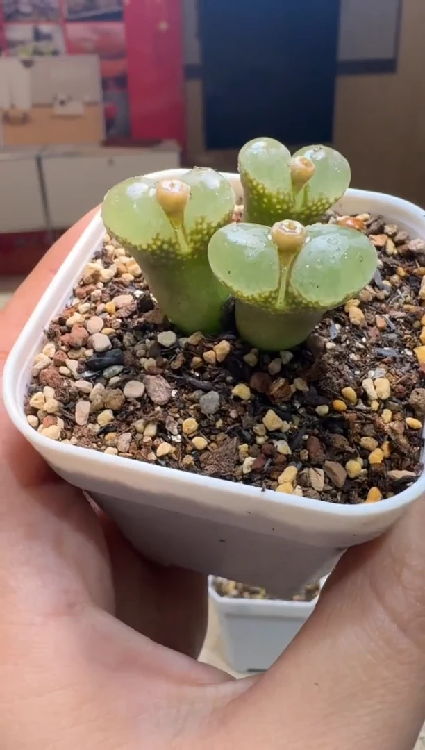 雅*7-530多肉植物肉锥